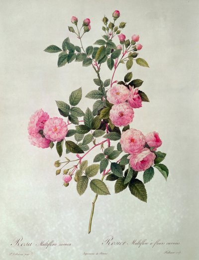Les Roses de Thory, Rosa Multiflora Carnea by Pierre Joseph Redouté